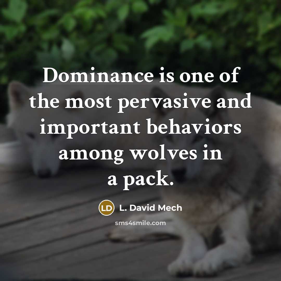 “Dominance is one of the most pervasive and important behaviors among wolves in a pack.” quote by L. David Mech