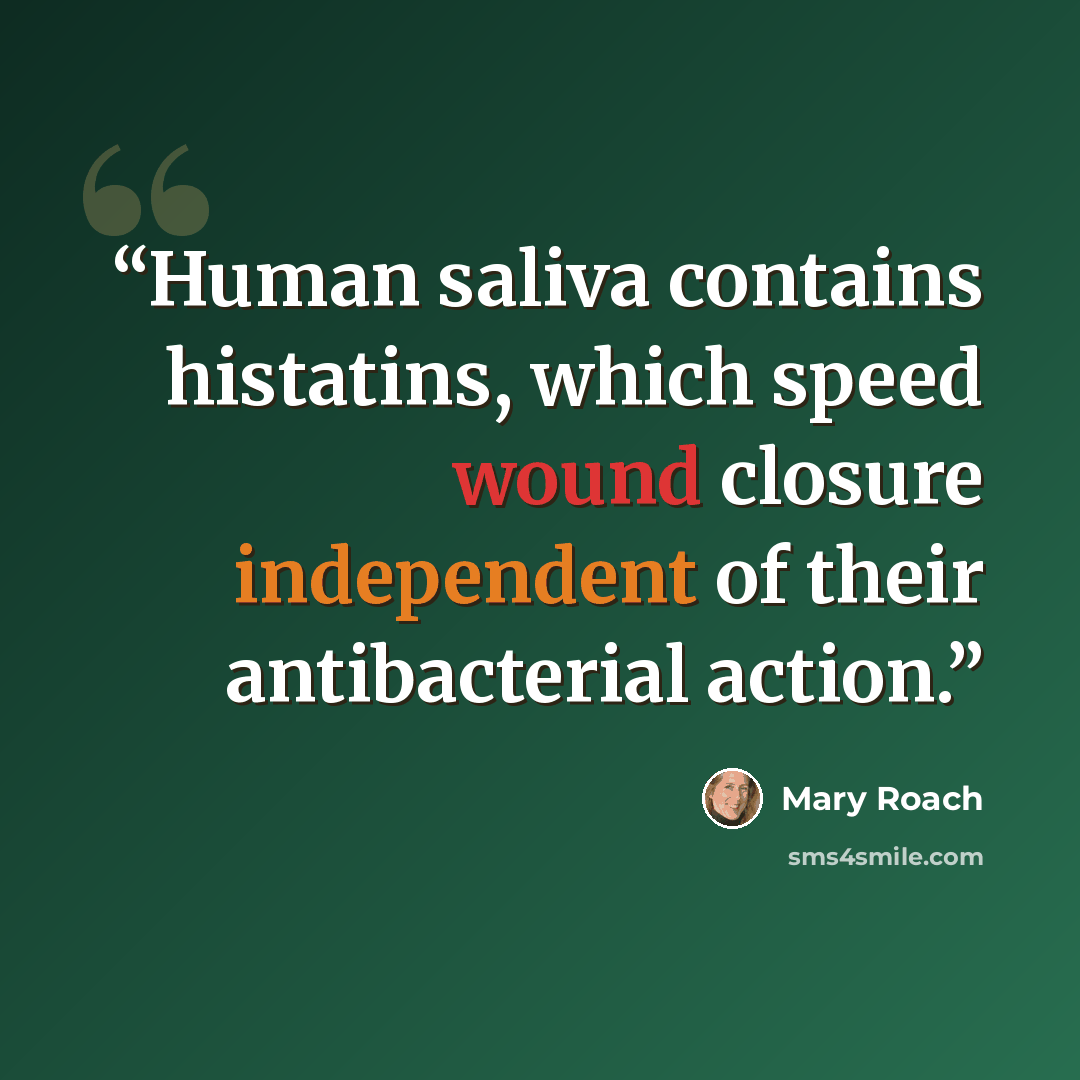 “Human saliva contains histatins, which speed wound closure independent of their antibacterial action.” quote by Mary Roach