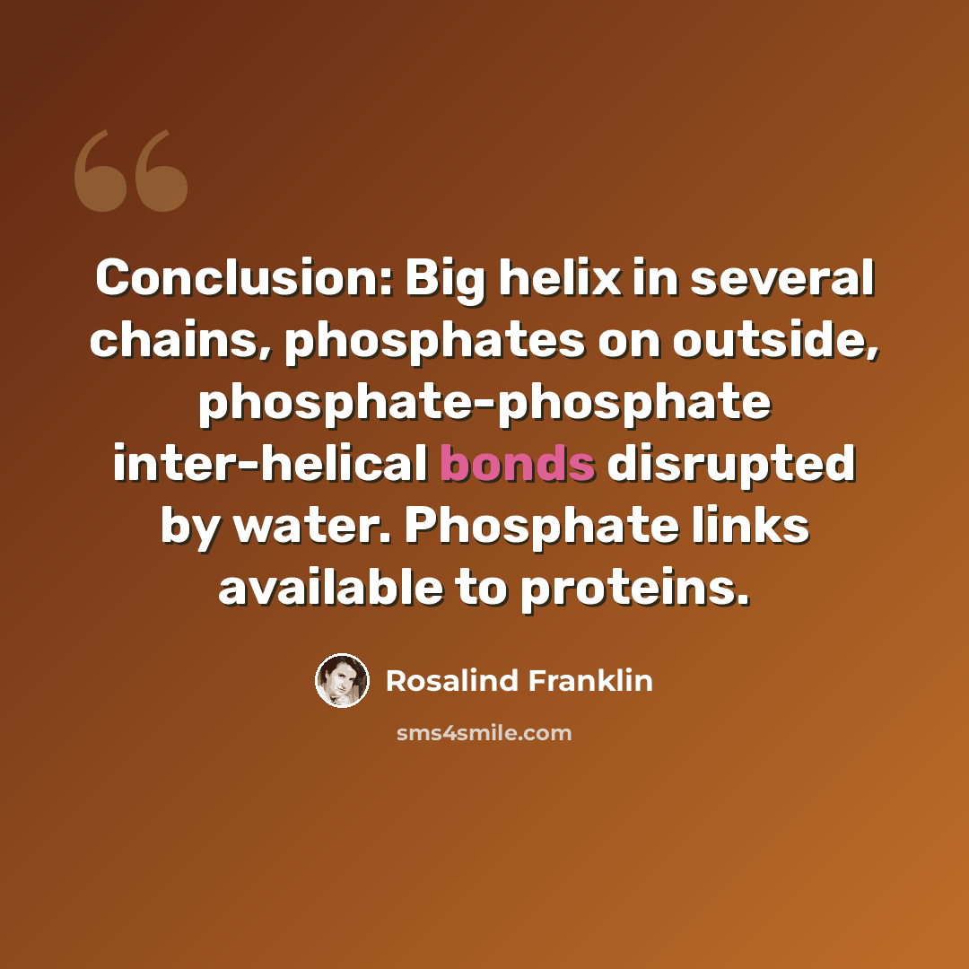 “Conclusion: Big helix in several chains, phosphates on outside, phosphate-phosphate inter-helical bonds disrupted by water. Phosphate links available to proteins.” quote by Rosalind Franklin