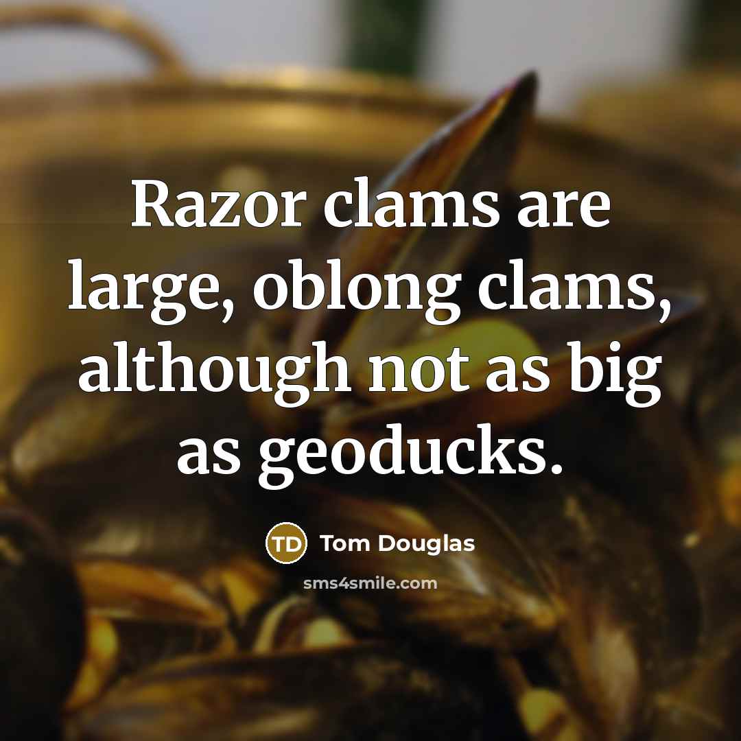 “Razor clams are large, oblong clams, although not as big as geoducks.” quote by Tom Douglas