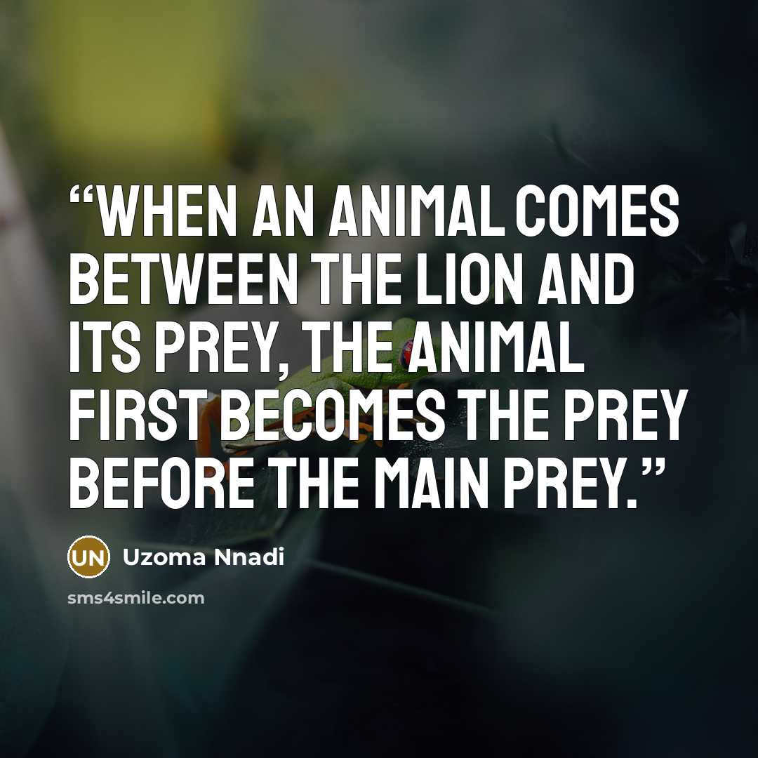 “When an animal comes between the lion and its prey, the animal first becomes the prey before the main prey.” quote by Uzoma Nnadi