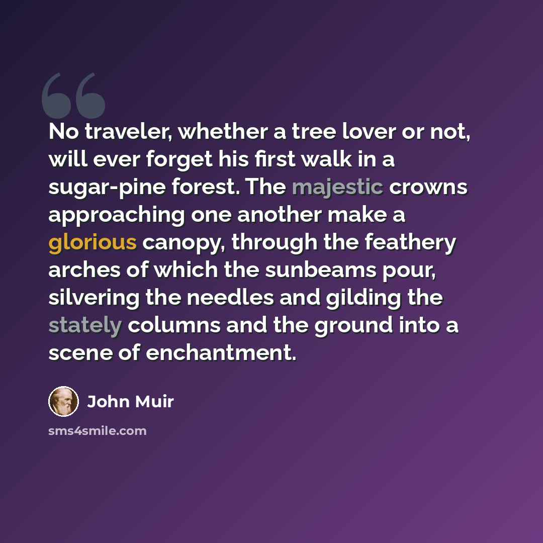 “No traveler, whether a tree lover or not, will ever forget his first walk in a sugar-pine forest. The majestic crowns approaching one another make a glorious canopy, through the feathery arches of which the sunbeams pour, silvering the needles and gilding the stately columns and the ground into a…” quote by John Muir