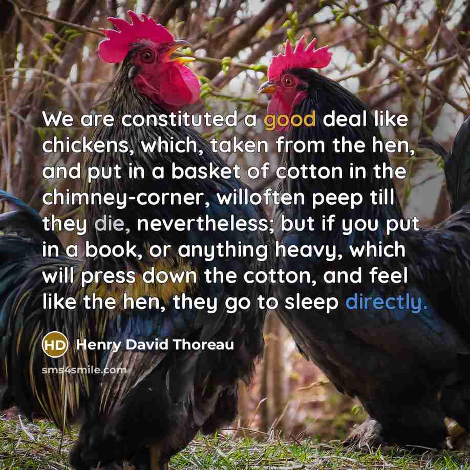 “We are constituted a good deal like chickens, which, taken from the hen, and put in a basket of cotton in the chimney-corner, willoften peep till they die, nevertheless; but if you put in a book, or anything heavy, which will press down the cotton, and feel like the hen, they go to sleep directly.” quote by Henry David Thoreau