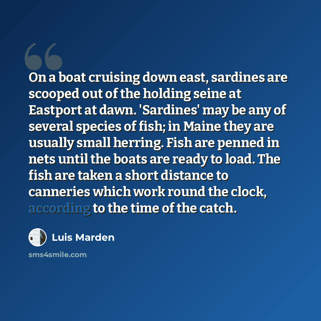 “On a boat cruising down east, sardines are scooped out of the holding seine at Eastport at dawn. 'Sardines' may be any of several species of fish; in Maine they are usually small herring. Fish are penned in nets until the boats are ready to load. The fish are taken a short distance to canneries…” quote by Luis Marden