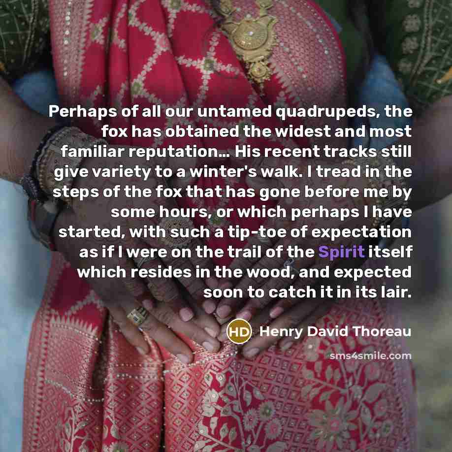 “Perhaps of all our untamed quadrupeds, the fox has obtained the widest and most familiar reputation… His recent tracks still give variety to a winter's walk. I tread in the steps of the fox that has gone before me by some hours, or which perhaps I have started, with such a tip-toe of expectation…” quote by Henry David Thoreau