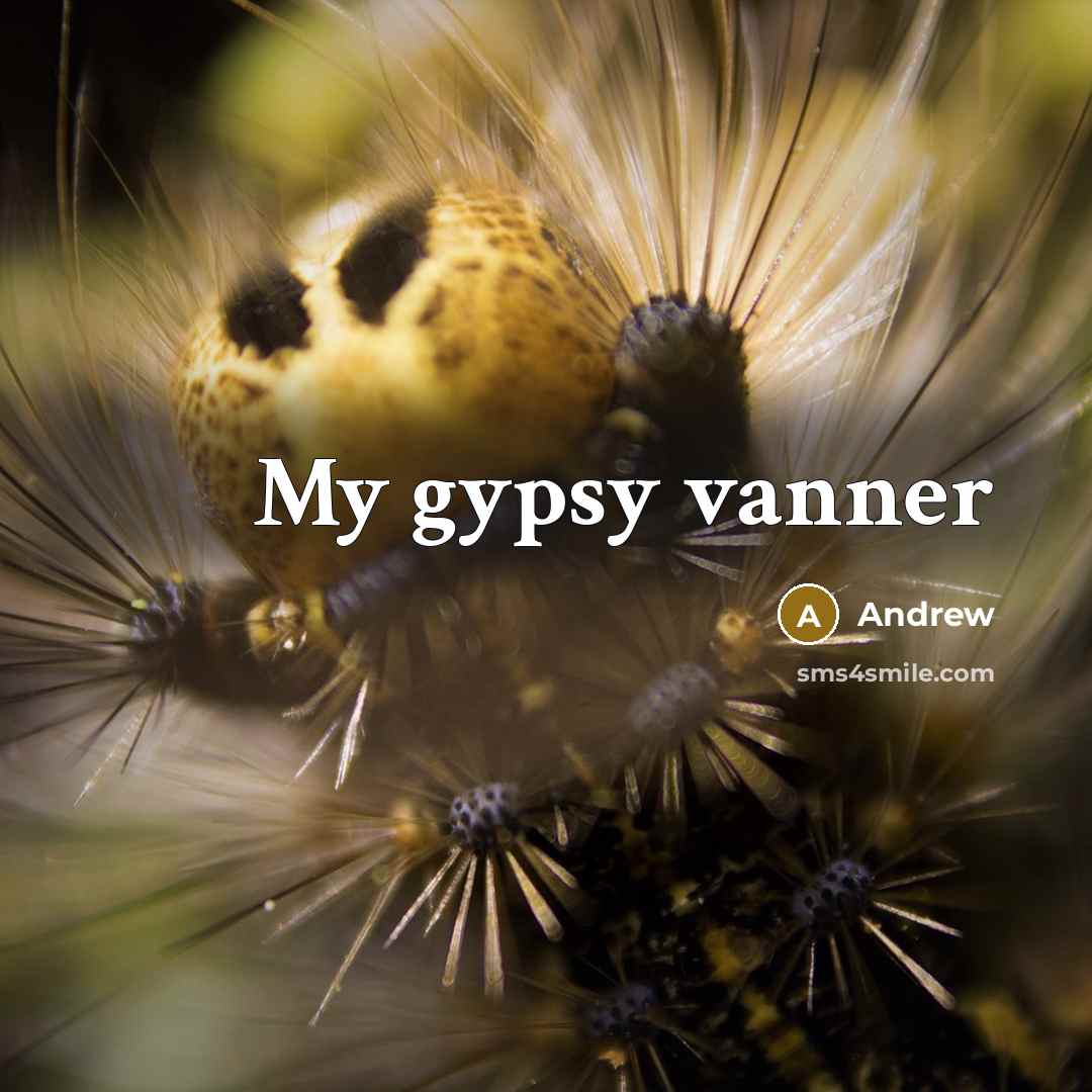 “My gypsy vanner” quote by Andrew