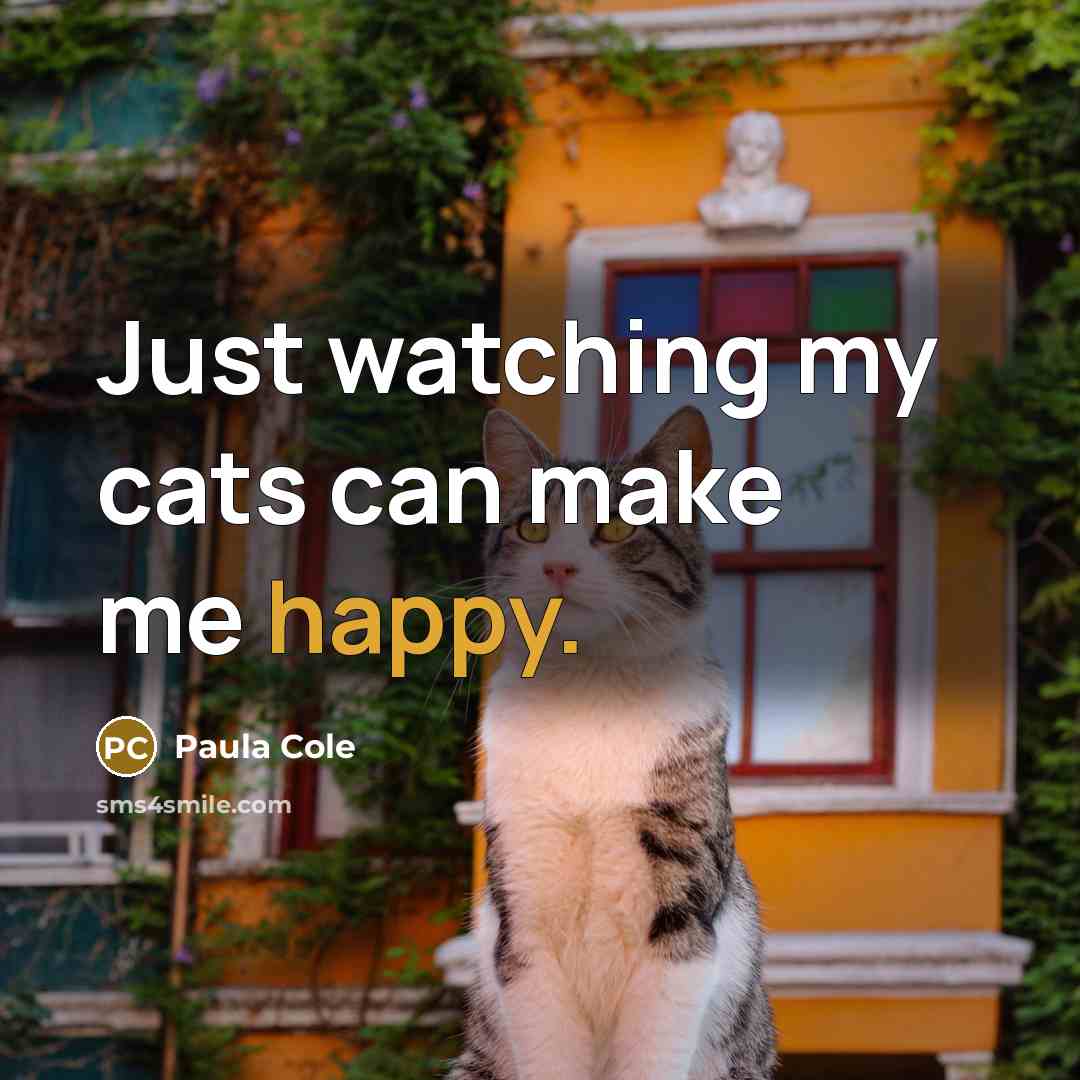 “Just watching my cats can make me happy.” quote by Paula Cole