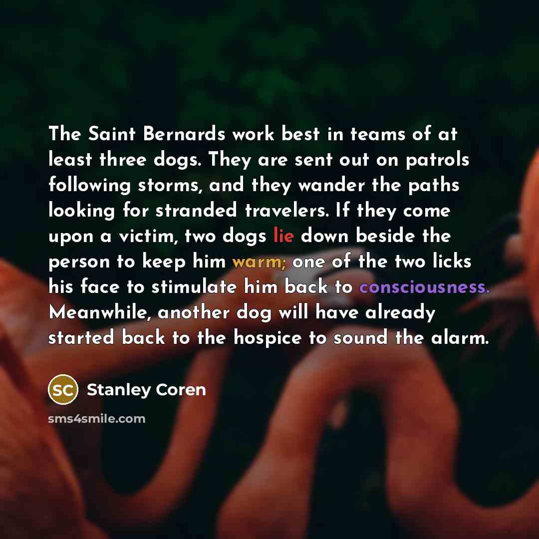 “The Saint Bernards work best in teams of at least three dogs. They are sent out on patrols following storms, and they wander the paths looking for stranded travelers. If they come upon a victim, two dogs lie down beside the person to keep him warm; one of the two licks his face to stimulate him…” quote by Stanley Coren