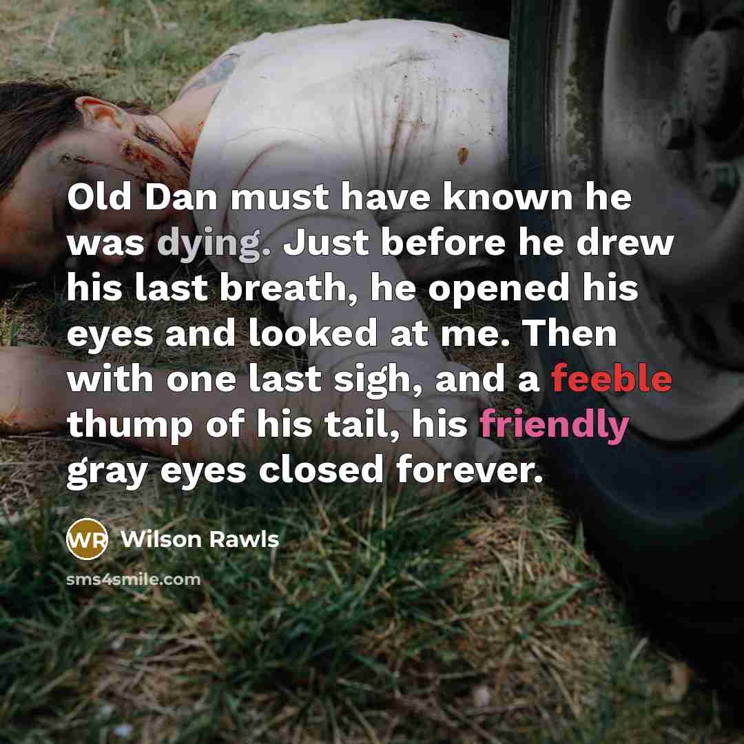 “Old Dan must have known he was dying. Just before he drew his last breath, he opened his eyes and looked at me. Then with one last sigh, and a feeble thump of his tail, his friendly gray eyes closed forever.” quote by Wilson Rawls