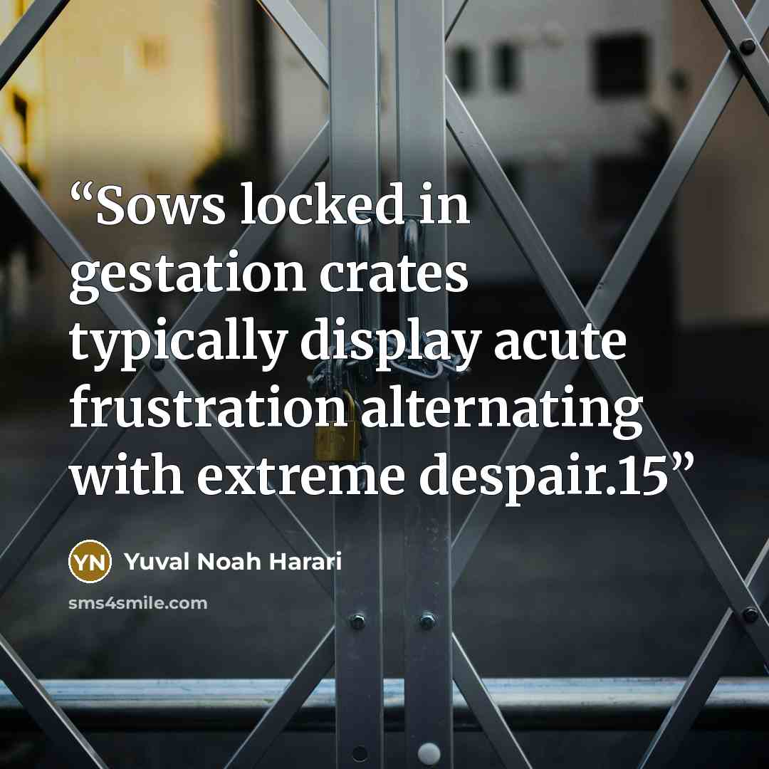 “Sows locked in gestation crates typically display acute frustration alternating with extreme despair.15” quote by Yuval Noah Harari