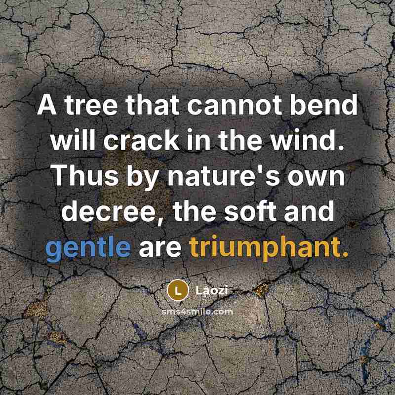“A tree that cannot bend will crack in the wind. Thus by nature's own decree, the soft and gentle are triumphant.” quote by Laozi