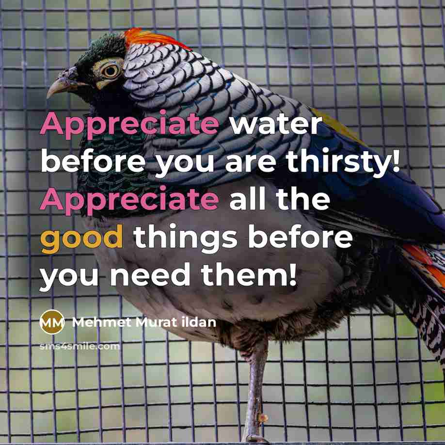 “Appreciate water before you are thirsty! Appreciate all the good things before you need them!” quote by Mehmet Murat Ildan