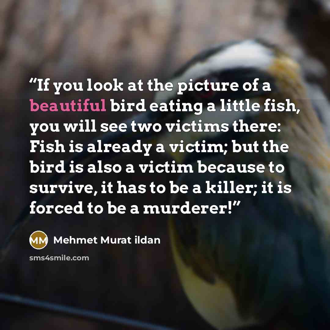 “If you look at the picture of a beautiful bird eating a little fish, you will see two victims there: Fish is already a victim; but the bird is also a victim because to survive, it has to be a killer; it is forced to be a murderer!” quote by Mehmet Murat ildan