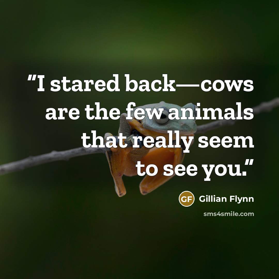 “I stared back—cows are the few animals that really seem to see you.” quote by Gillian Flynn