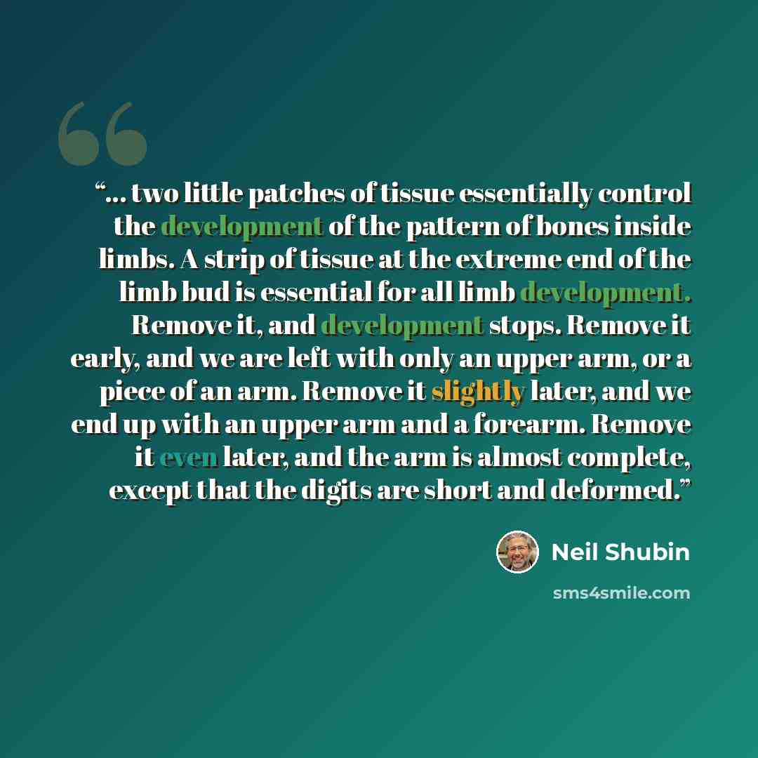 “... two little patches of tissue essentially control the development of the pattern of bones inside limbs. A strip of tissue at the extreme end of the limb bud is essential for all limb development. Remove it, and development stops. Remove it early, and we are left with only an upper arm, or a…” quote by Neil Shubin