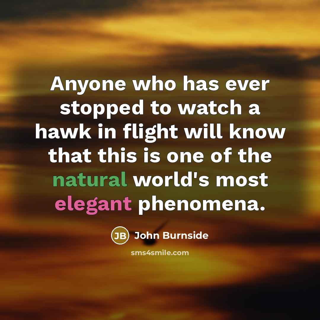 “Anyone who has ever stopped to watch a hawk in flight will know that this is one of the natural world's most elegant phenomena.” quote by John Burnside