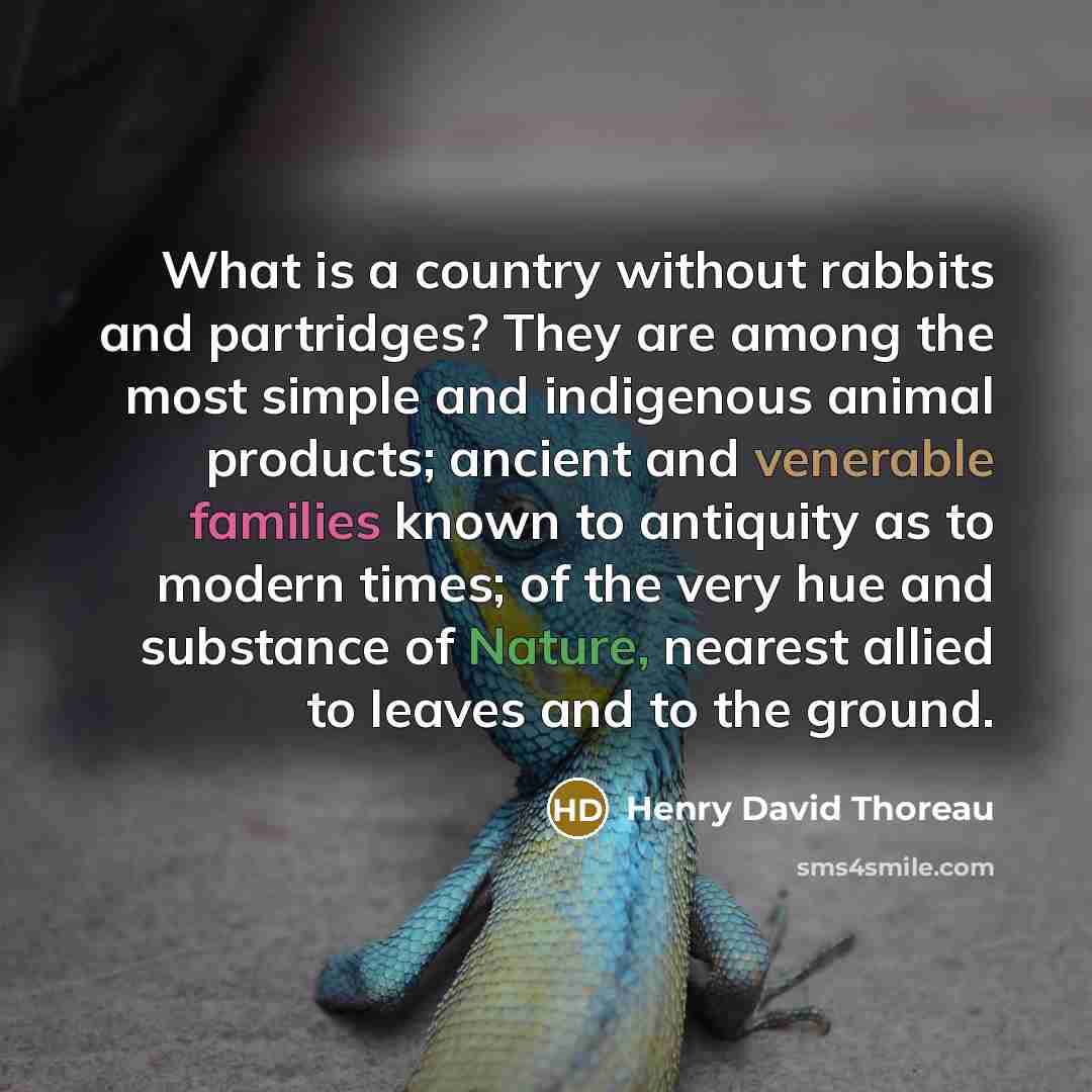 “What is a country without rabbits and partridges? They are among the most simple and indigenous animal products; ancient and venerable families known to antiquity as to modern times; of the very hue and substance of Nature, nearest allied to leaves and to the ground.” quote by Henry David Thoreau
