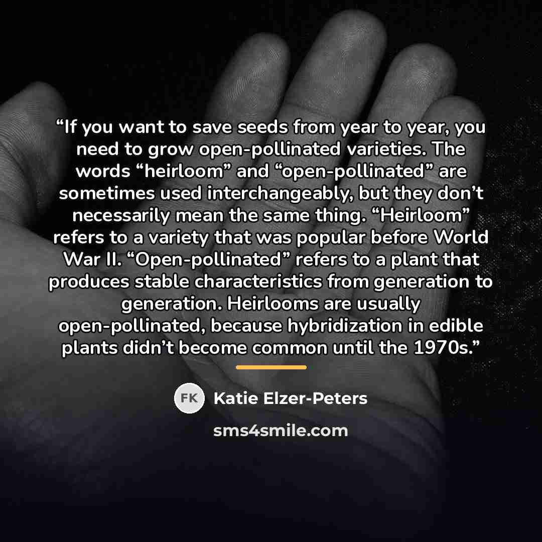 “If you want to save seeds from year to year, you need to grow open-pollinated varieties. The words “heirloom” and “open-pollinated” are sometimes used interchangeably, but they don’t necessarily mean the same thing. “Heirloom” refers to a variety that was popular before World War II…” quote by Katie Elzer-Peters