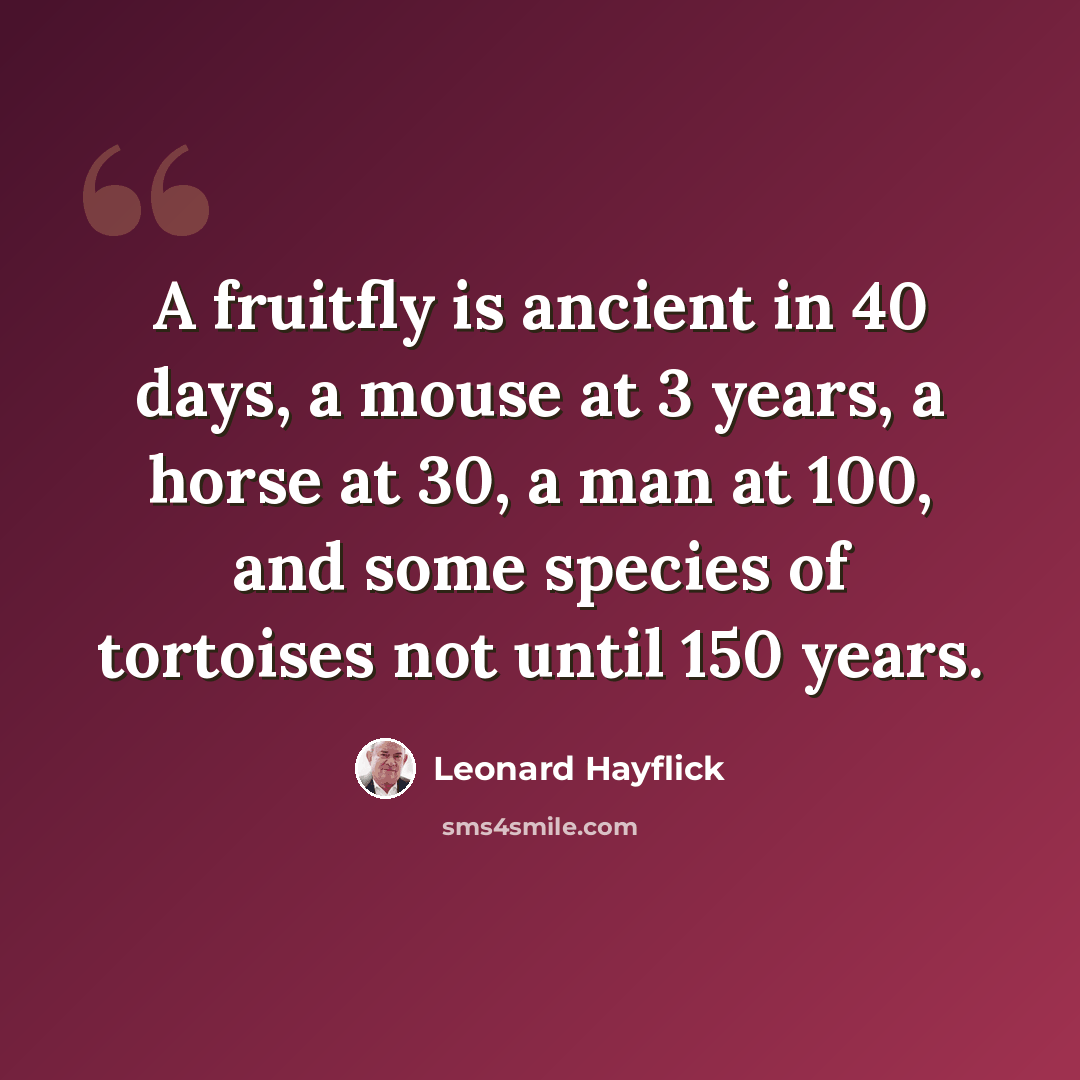 “A fruitfly is ancient in 40 days, a mouse at 3 years, a horse at 30, a man at 100, and some species of tortoises not until 150 years.” quote by Leonard Hayflick