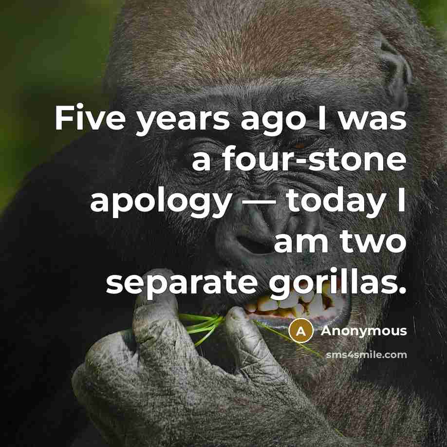 “Five years ago I was a four-stone apology — today I am two separate gorillas.” quote by Anonymous