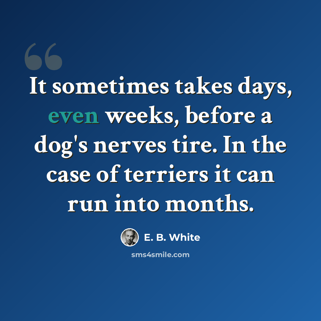 “It sometimes takes days, even weeks, before a dog's nerves tire. In the case of terriers it can run into months.” quote by E. B. White