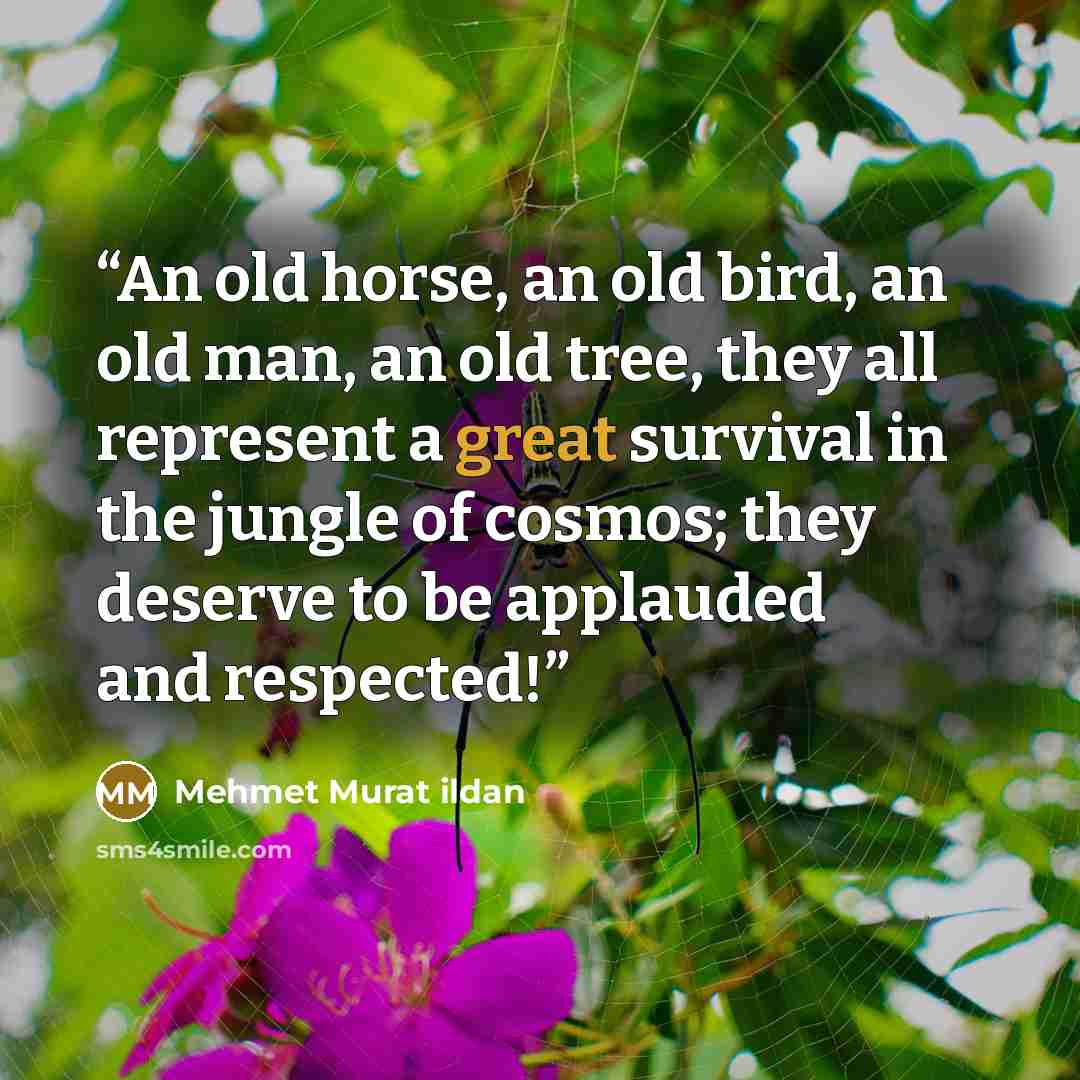 “An old horse, an old bird, an old man, an old tree, they all represent a great survival in the jungle of cosmos; they deserve to be applauded and respected!” quote by Mehmet Murat ildan