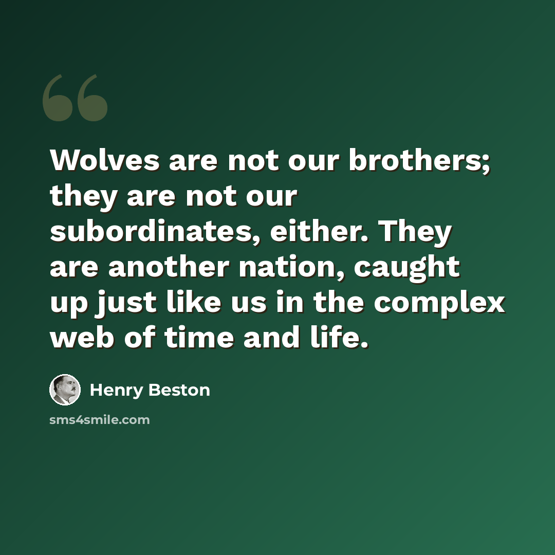 “Wolves are not our brothers; they are not our subordinates, either. They are another nation, caught up just like us in the complex web of time and life.” quote by Henry Beston