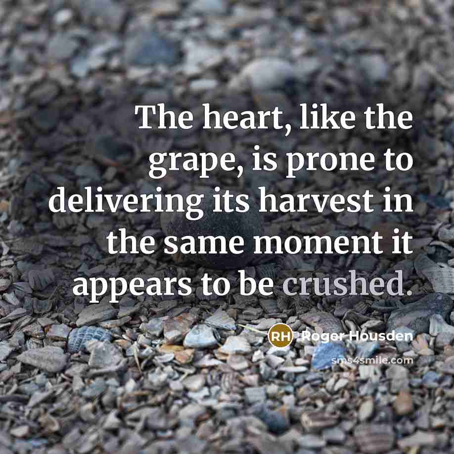 “The heart, like the grape, is prone to delivering its harvest in the same moment it appears to be crushed.” quote by Roger Housden