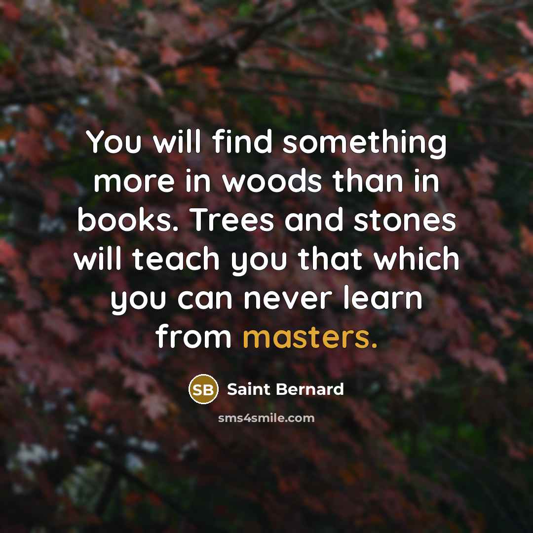 “You will find something more in woods than in books. Trees and stones will teach you that which you can never learn from masters.” quote by Saint Bernard