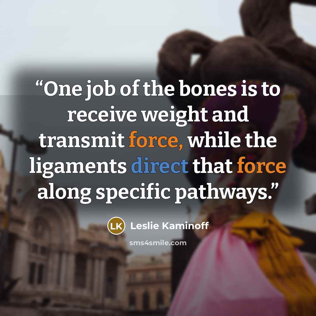 “One job of the bones is to receive weight and transmit force, while the ligaments direct that force along specific pathways.” quote by Leslie Kaminoff