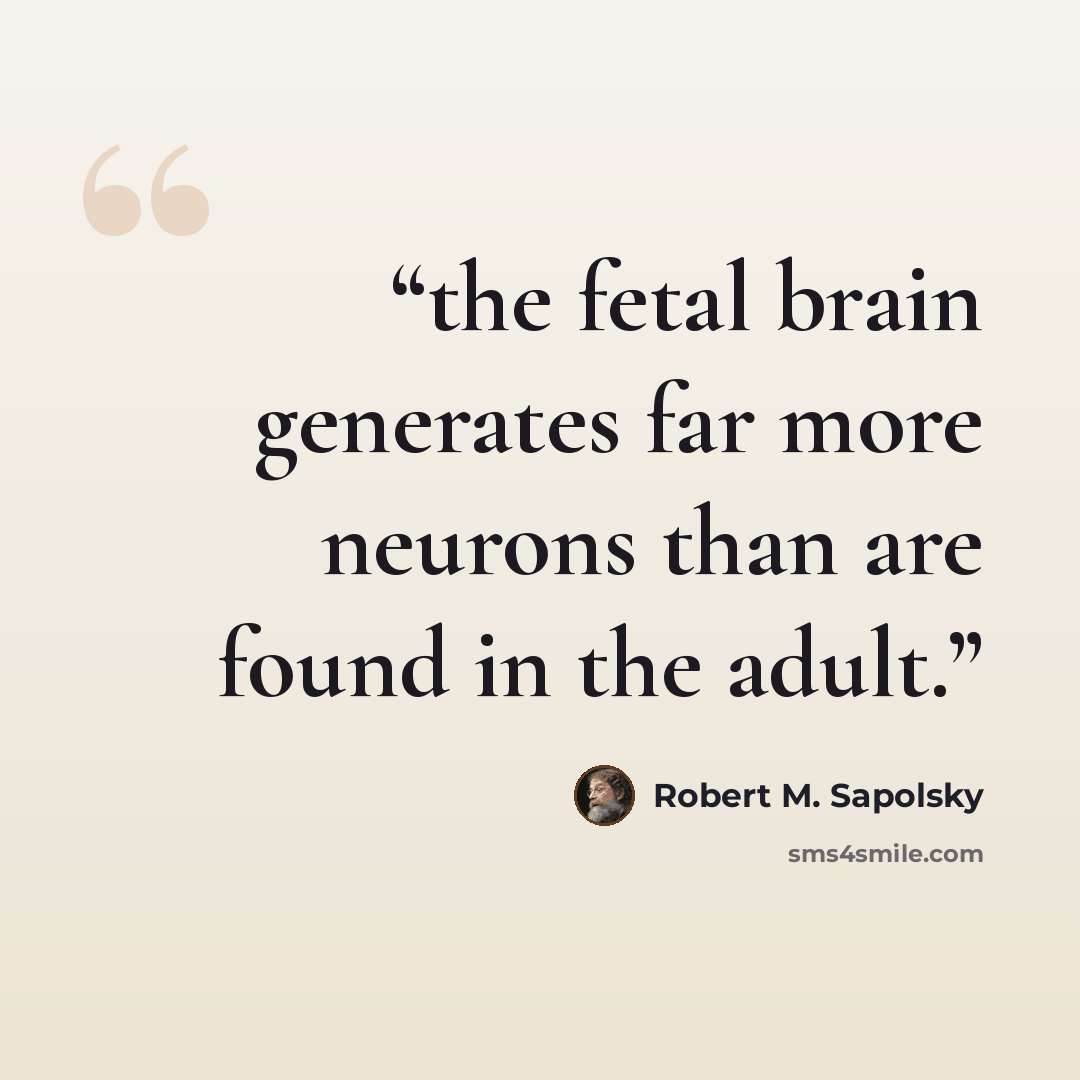 “the fetal brain generates far more neurons than are found in the adult.” quote by Robert M. Sapolsky