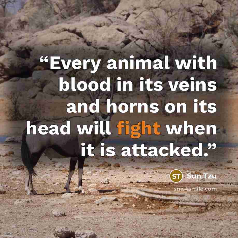 “Every animal with blood in its veins and horns on its head will fight when it is attacked.” quote by Sun Tzu