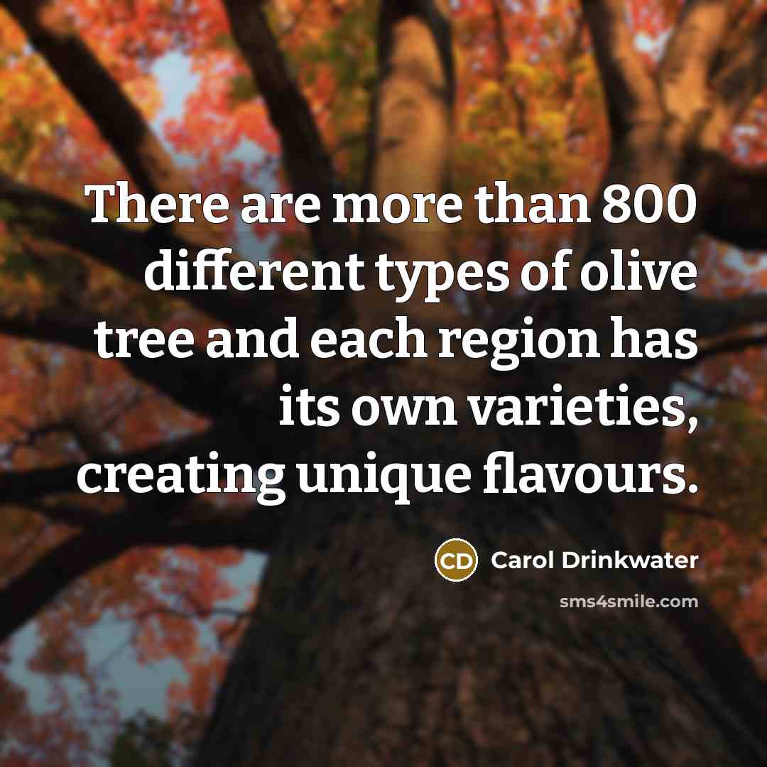 “There are more than 800 different types of olive tree and each region has its own varieties, creating unique flavours.” quote by Carol Drinkwater