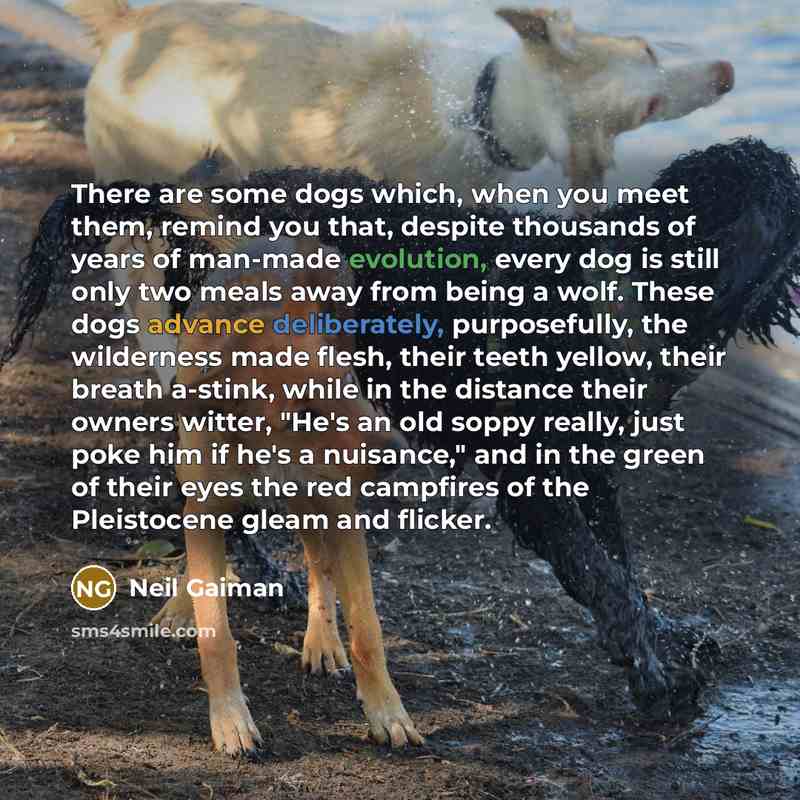 “There are some dogs which, when you meet them, remind you that, despite thousands of years of man-made evolution, every dog is still only two meals away from being a wolf. These dogs advance deliberately, purposefully, the wilderness made flesh, their teeth yellow, their breath a-stink, while in…” quote by Neil Gaiman