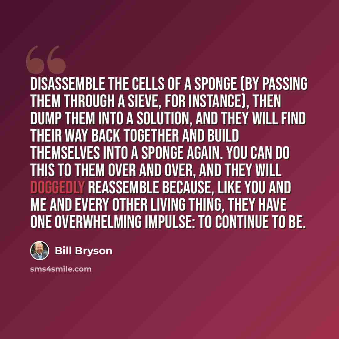 “Disassemble the cells of a sponge (by passing them through a sieve, for instance), then dump them into a solution, and they will find their way back together and build themselves into a sponge again. You can do this to them over and over, and they will doggedly reassemble because, like you and me…” quote by Bill Bryson