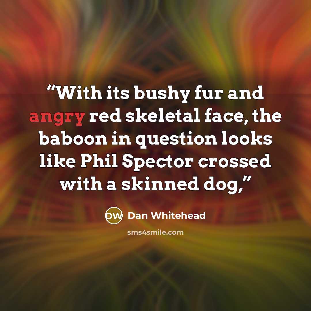 “With its bushy fur and angry red skeletal face, the baboon in question looks like Phil Spector crossed with a skinned dog,” quote by Dan Whitehead