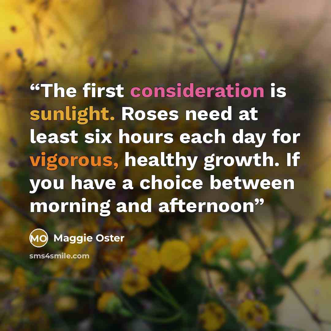 “The first consideration is sunlight. Roses need at least six hours each day for vigorous, healthy growth. If you have a choice between morning and afternoon” quote by Maggie Oster