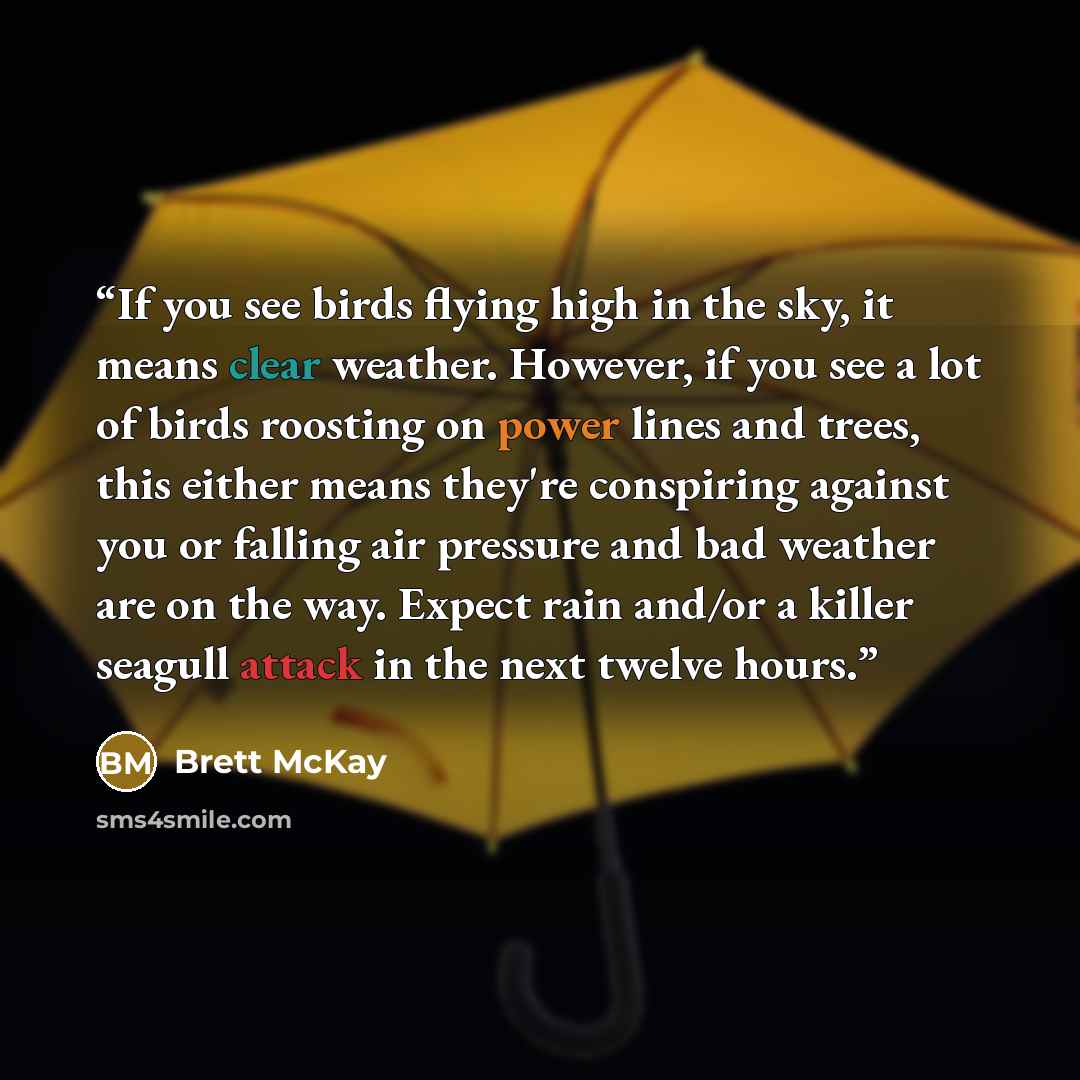 “If you see birds flying high in the sky, it means clear weather. However, if you see a lot of birds roosting on power lines and trees, this either means they're conspiring against you or falling air pressure and bad weather are on the way. Expect rain and/or a killer seagull attack in the next…” quote by Brett McKay