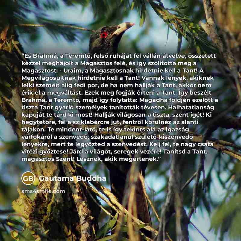 “És Brahmá, a Teremtő, felső ruháját fél vállán átvetve, összetett kézzel meghajolt a Magasztos felé, és így szólította meg a Magasztost: - Uraim, a Magasztosnak hirdetnie kell a Tant! A Megvilágosultnak hirdetnie kell a Tant! Vannak lények, akiknek lelki szemeit alig fedi por, de ha nem hallják a…” quote by Gautama Buddha