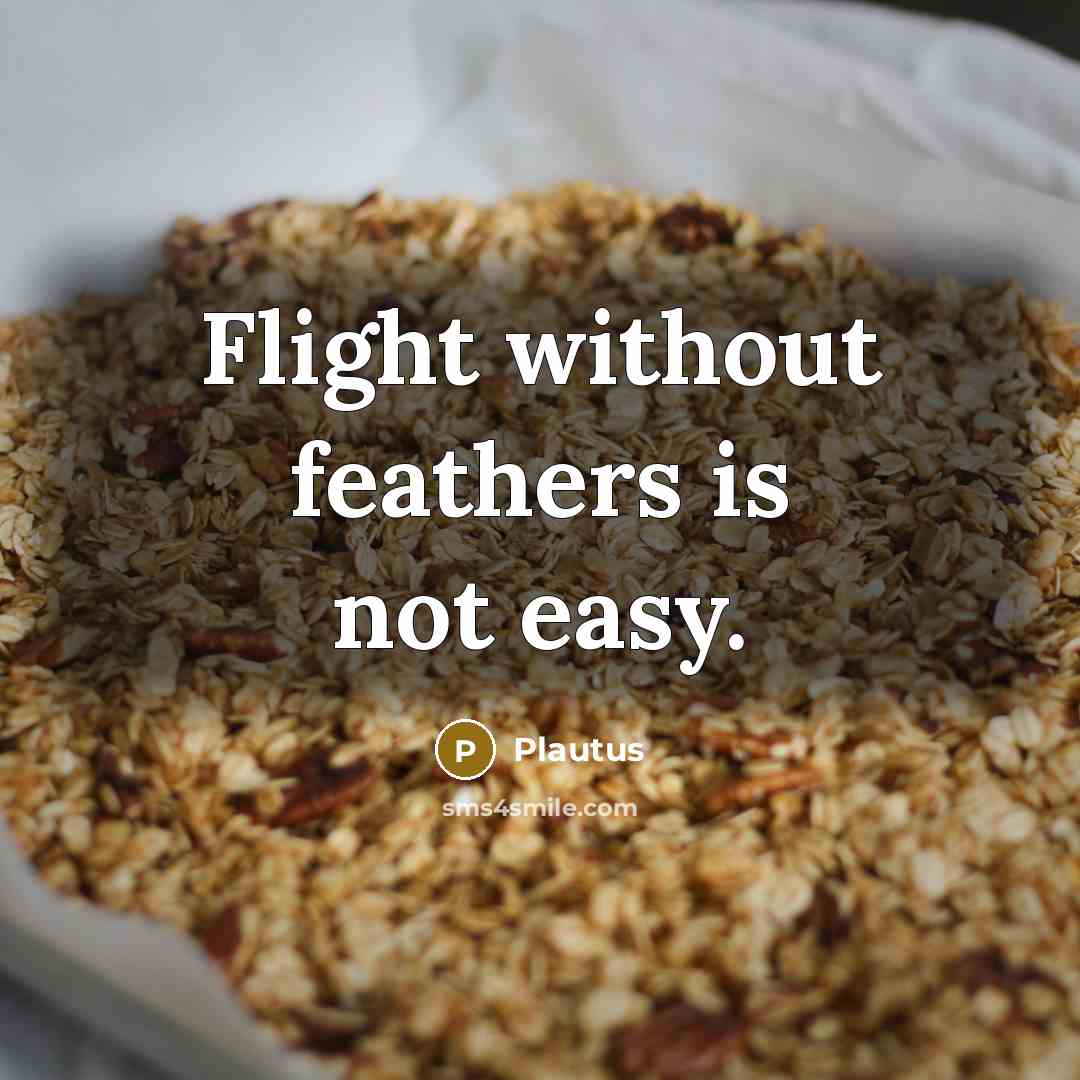 “Flight without feathers is not easy.” quote by Plautus