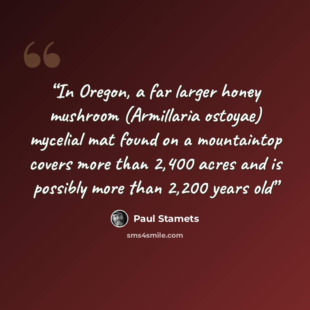 “In Oregon, a far larger honey mushroom (Armillaria ostoyae) mycelial mat found on a mountaintop covers more than 2,400 acres and is possibly more than 2,200 years old” quote by Paul Stamets