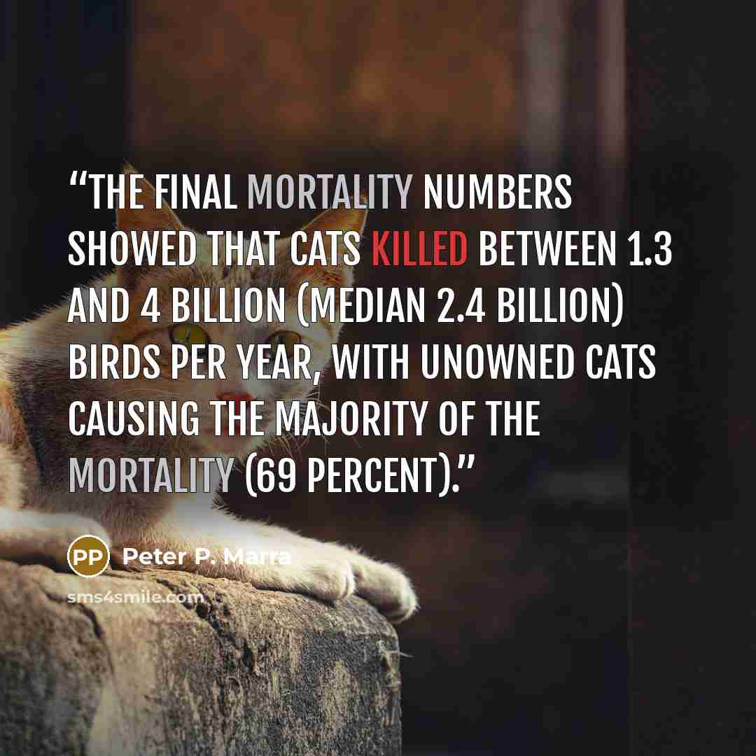 “The final mortality numbers showed that cats killed between 1.3 and 4 billion (median 2.4 billion) birds per year, with unowned cats causing the majority of the mortality (69 percent).” quote by Peter P. Marra
