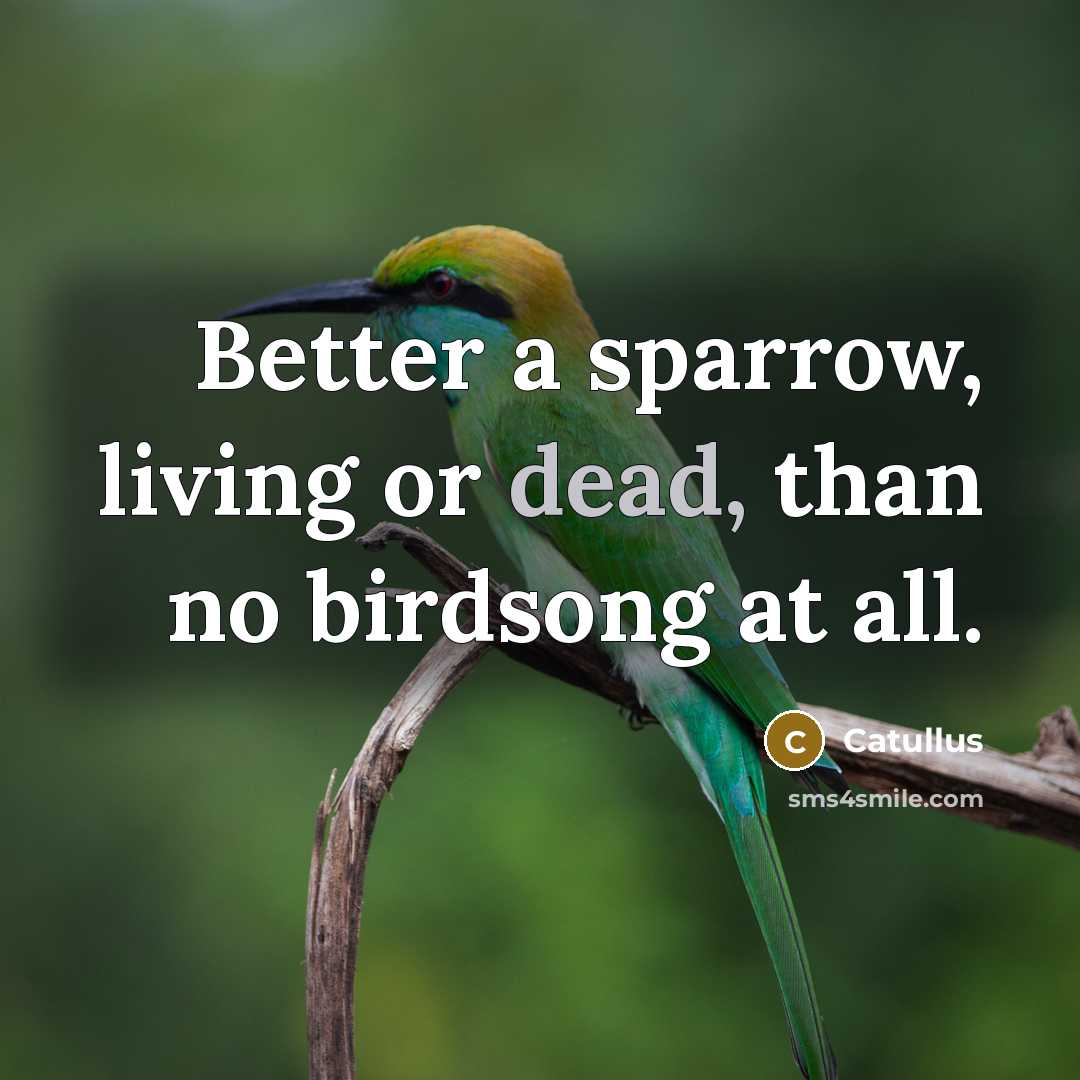 “Better a sparrow, living or dead, than no birdsong at all.” quote by Catullus