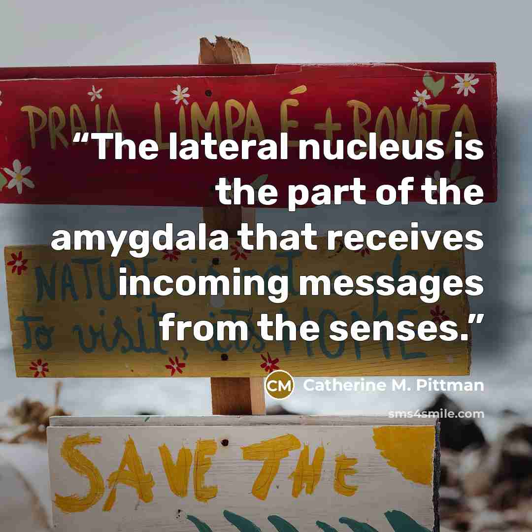 “The lateral nucleus is the part of the amygdala that receives incoming messages from the senses.” quote by Catherine M. Pittman