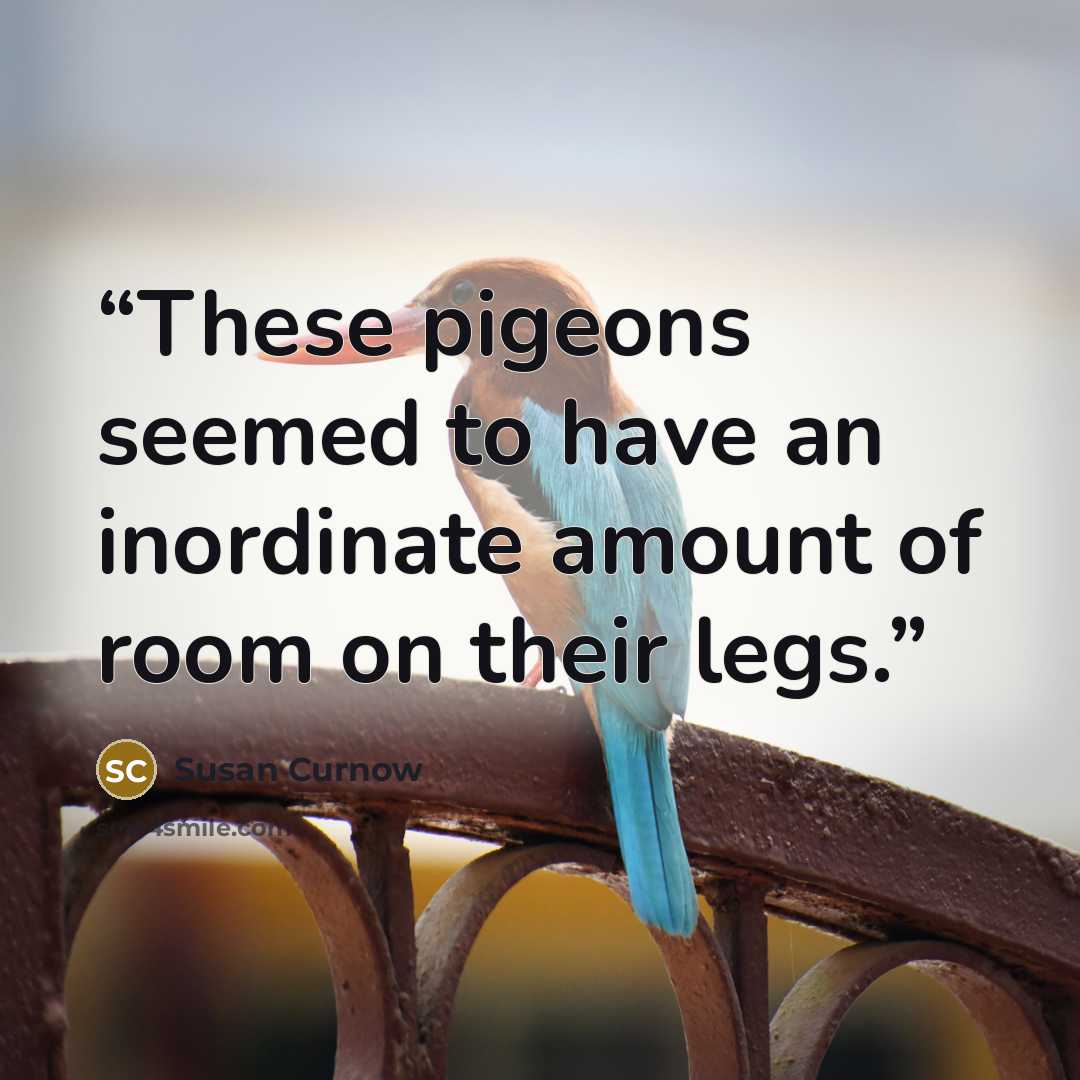 “These pigeons seemed to have an inordinate amount of room on their legs.” quote by Susan Curnow