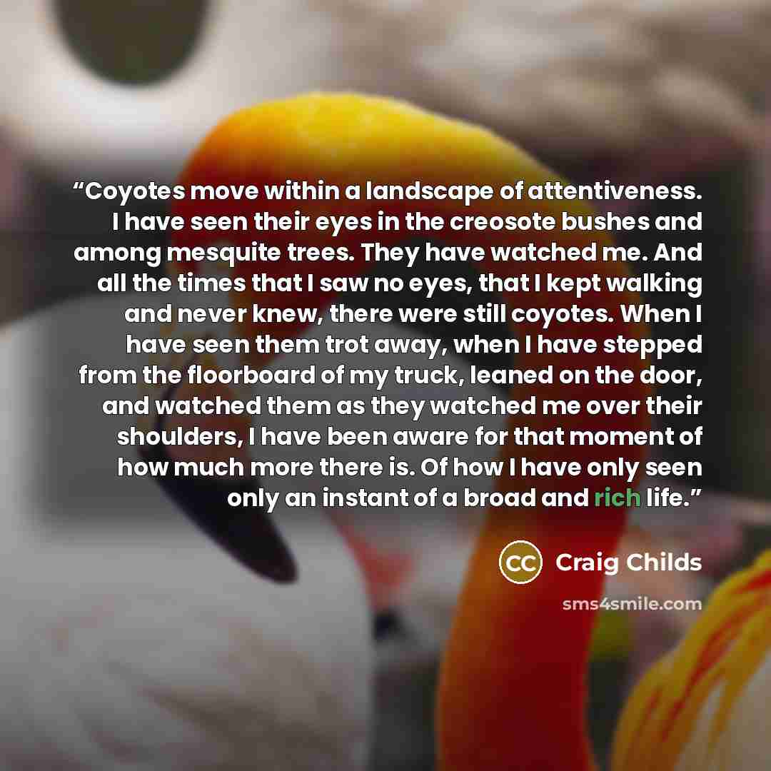 “Coyotes move within a landscape of attentiveness. I have seen their eyes in the creosote bushes and among mesquite trees. They have watched me. And all the times that I saw no eyes, that I kept walking and never knew, there were still coyotes. When I have seen them trot away, when I have stepped…” quote by Craig Childs