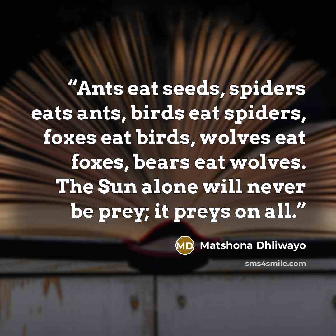 “Ants eat seeds, spiders eats ants, birds eat spiders, foxes eat birds, wolves eat foxes, bears eat wolves. The Sun alone will never be prey; it preys on all.” quote by Matshona Dhliwayo