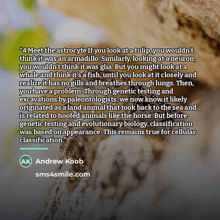 “4 Meet the astrocyte If you look at a tulip, you wouldn’t think it was an armadillo. Similarly, looking at a neuron, you wouldn’t think it was glia. But you might look at a whale and think it’s a fish, until you look at it closely and realize it has no gills and breathes through lungs. Then, you…” quote by Andrew Koob