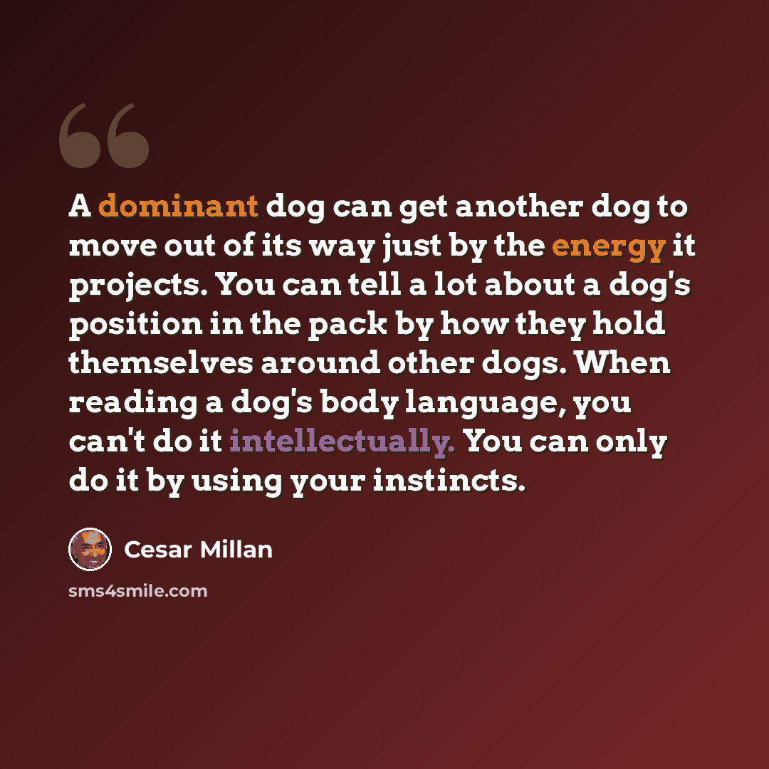 “A dominant dog can get another dog to move out of its way just by the energy it projects. You can tell a lot about a dog's position in the pack by how they hold themselves around other dogs. When reading a dog's body language, you can't do it intellectually. You can only do it by using your…” quote by Cesar Millan