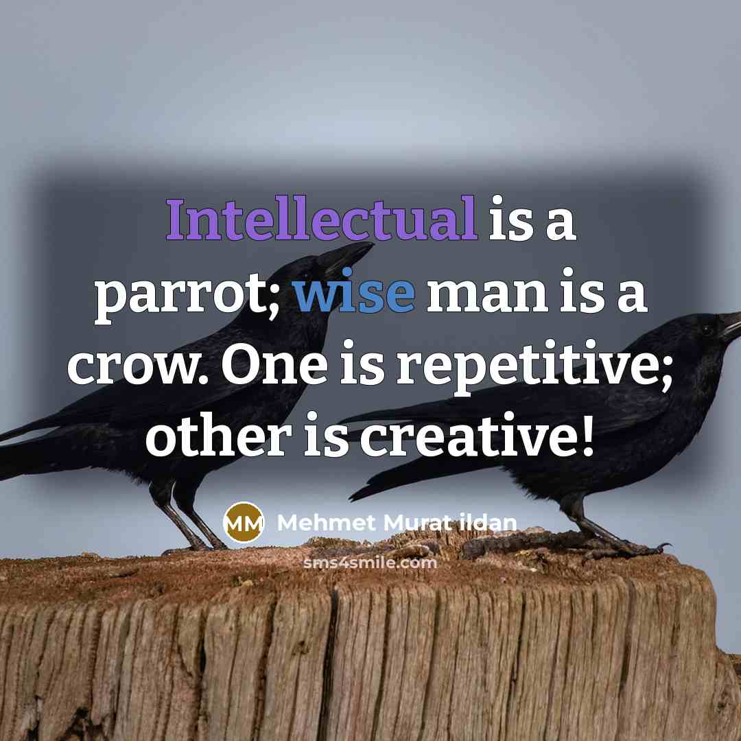 “Intellectual is a parrot; wise man is a crow. One is repetitive; other is creative!” quote by Mehmet Murat Ildan